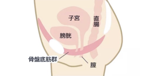 骨盤底筋群