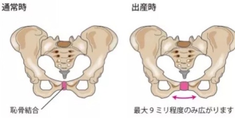 骨盤の開き方